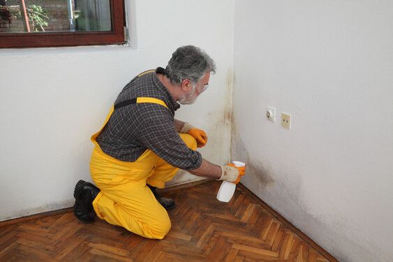 Mold Inspection