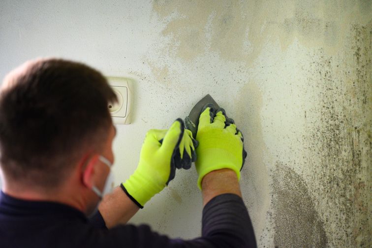 Mold Removal
